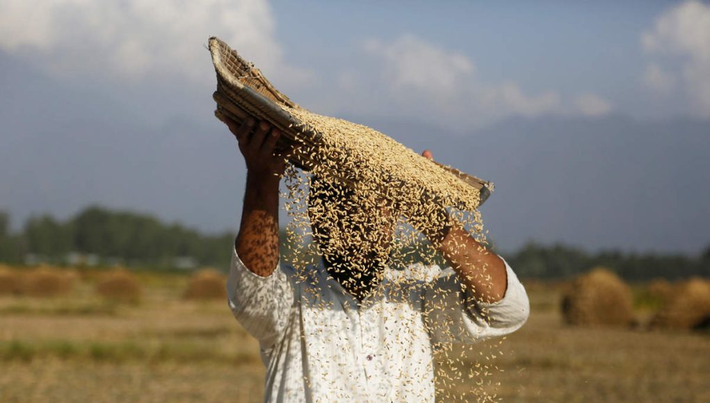 food price to highest level-FAO