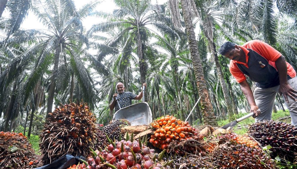 Boustead Plantations expects continued volatility in palm oil prices
