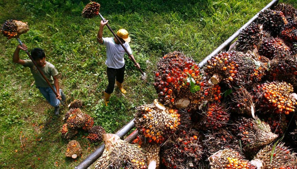 Malaysia end-Aug palm oil stocks hit 2 million tonne for first time in 2 years