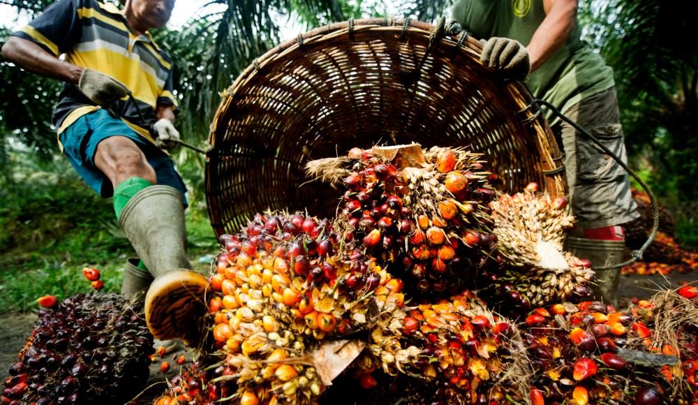 Malaysia’s palm oil stocks slide 6.56% in Feb