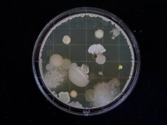 Study Reveals Hidden Tumors May Be More Vulnerable to Immune Attack Study Reveals Hidden Tumors May Be More Vulnerable to Immune Attack