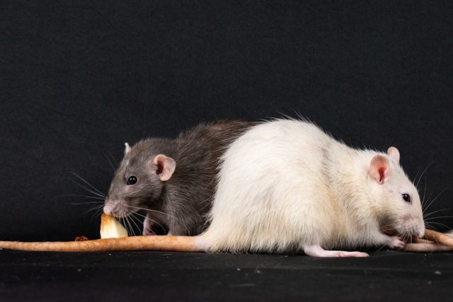 Yale Study Links "Good Fats" to Increased Pancreatic Cancer Risk