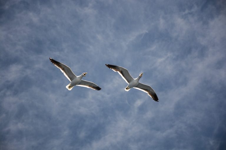 This Chinese Drone Flies Like a Seagull and Lands on Water